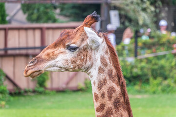 Close-up giraffe head on green leaves background