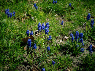 Wild Blue Grape Hyacinth flowers budding in a back yard. Also known as Armeniacum Muscari. Armeniacum is the best known of the Muscari-species