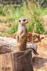Fototapeta premium Meerkat, Suricata suricatta, on hind legs. Portrait of meerkat standing on hind legs with alert expression. Portrait of a funny meerkat sitting on its hind legs.