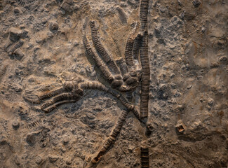 fossil of Encrinus liliiformis in the stone