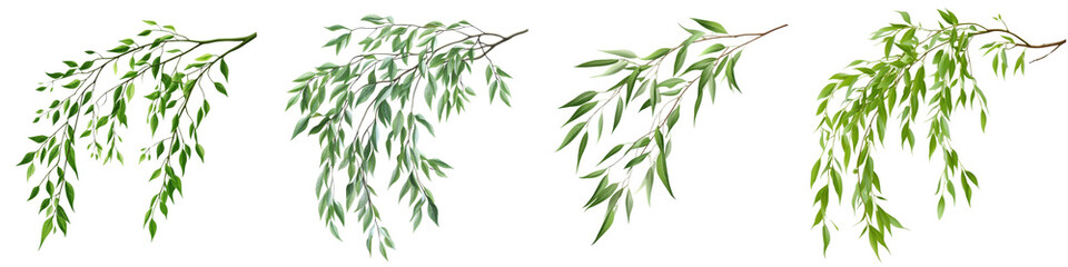Fototapeta premium A Set of Willow Tree Branch with Graceful Drooping Leaves, Isolated on Transparent Background