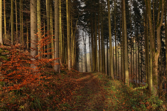 Herbstlicher Waldweg mit hohem Nadelwaldbestand und buntem Laub zwischen Warmbad und Wolkenstein, Erzgebirgskreis, Sachsen, Deutschland