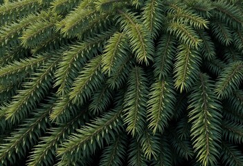 Dense evergreen fir branches creating a textured backdrop in a natural environment