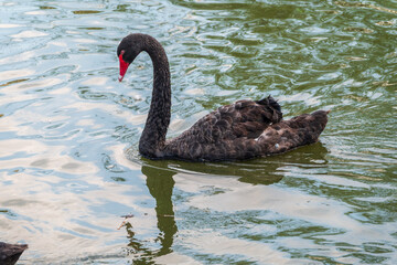 Fototapeta premium A graceful black swan with a red beak is swimming on a lake with dark green water. Cygnus atratus