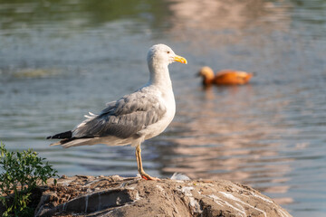 Seagull sits on stone cliff at the sea shore