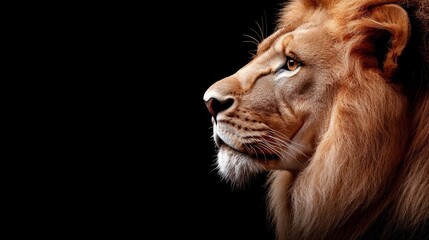 Fototapeta premium A close up of a lion's face on a black background