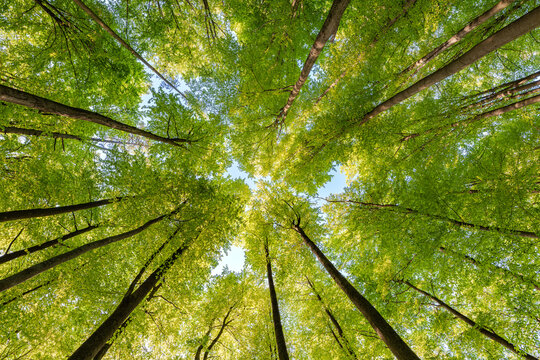 Experience the lush green canopy a breathtaking view observed from below the trees, sustainability
