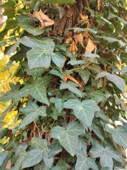 English ivy (Hedera helix) plant in autumn