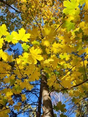 Golden Maple leaves in sunlight against blue sky, view from the bottom