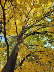 Autumn Linden tree with golden leaves