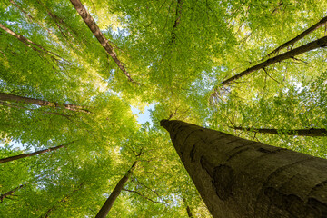 Experience the lush green canopy a breathtaking view observed from below the trees, sustainability