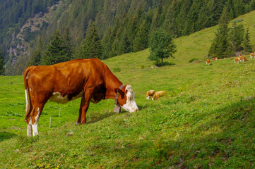 Alpine landscape, cows on mountain pastures, Switzerland.