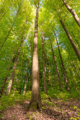 Fototapeta premium Experience the lush green canopy a breathtaking view observed from below the trees, sustainability