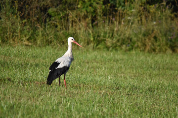 Stork, a bird wading in a meadow