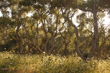 Olive grove on a sunlit Greek island with wildflowers. Ideal destination for a vacation in contact with nature or walk and disconnect from the routine