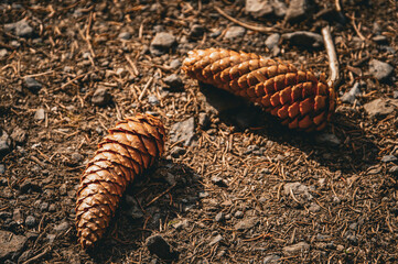 Natural background, pine cones on the ground,