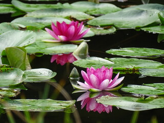 Lotus © dagmar