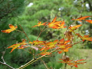 Herbstlaubfärbung in Japan