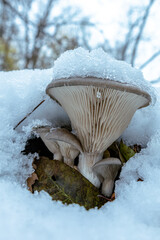 Boczniak ostrygowaty,Pleurotus ostreatus pokryty śniegiem