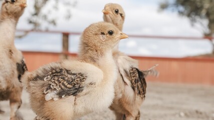 Baby chickens exploring farm together on sunny day