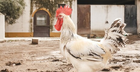 White rooster standing proudly in farmyard on a sunny day