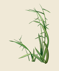 bamboo leaves isolated on white, illustration hand made artwork for Indian textile print 