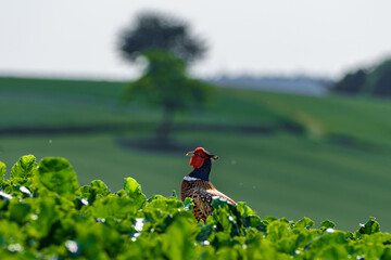 A Colorful Bird Perching Gracefully Among the Lush Greenery in the Expansive Nature