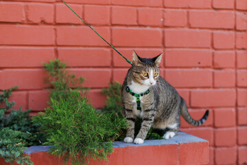 Black tabby  without pedigree with leash wandering in backyard. Young cute male cat wearing a harness go on Walking on the street. Pets walking outdoor