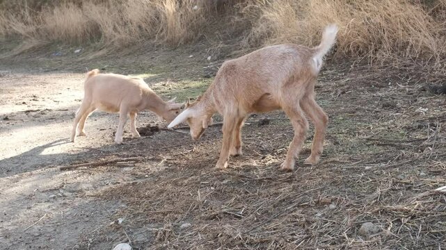 Playful goats engaging in headbutting while foraging on a sunny farm