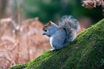squirrel on a tree