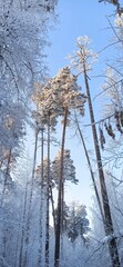 Tall pines in the snow.
Winter forest in the snow. Tall pines rise above the man. Bottom view