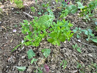 Close-up of the light green, fresh leaves of the Euphorbia peplus plant. Garden spurge growing between paving stones. Common name; petty spurge, radium weed, cancer weed, or milkweed.
