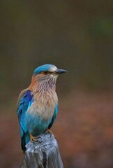 lilac roller