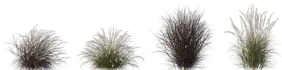 Fototapeta premium Set of Pennisetum setaceum rubrum (Purple Fountain Grass) isolated png on a transparent background perfectly cutout high resolution