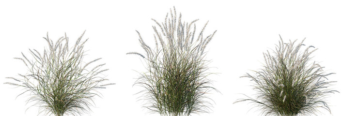 Set of Pennisetum setaceum rubrum (Purple Fountain Grass) isolated png on a transparent background perfectly cutout high resolution