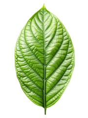 A vibrant green cocoa leaf with intricate veins, delicately isolated on a clean white background, featuring subtle natural shadows to emphasize its organic texture and shape