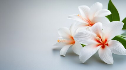 Fototapeta premium Elegant White Flowers Soft Bloom Nature Photography Floral Background