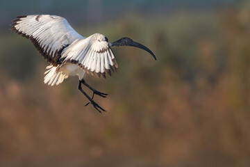 The African sacred ibis (Threskiornis aethiopicus) , African bird species but now also found in Europe.
