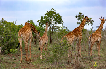 Gene A family of giraffes graze in the savannah in Hlane National Park, or Royal Hlane National Park, is located in northeastern Swaziland, Africarated Image