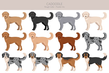 Cadoodle clipart. Rough Collie Poodle mix. Different coat colors set.  Vector illustration
