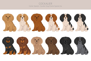Cockalier clipart. Cocker Spaniel Cavalier King Charles Spaniel mix. Different coat colors set.  Vector illustration