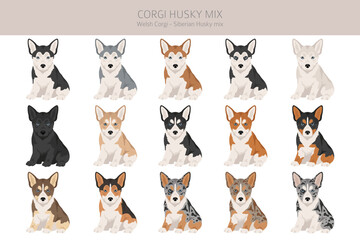 Corgi Husky mix clipart. Welsh Corgi Siberian Husky mix. Different coat colors set.  Vector illustration
