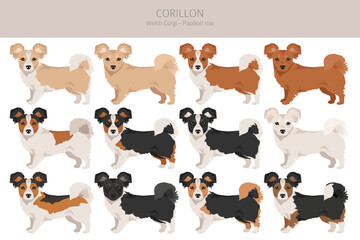 Corillon dog clipart. Welsh Corgi Papillon mix. Different coat colors set.  Vector illustration