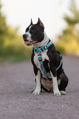 An American Staffordshire Terrier dog in a beautiful harness in the park