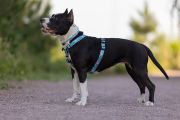 An American Staffordshire Terrier dog in a beautiful harness in the park