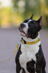 American Staffordshire Terrier dog in a beautiful collar in the park