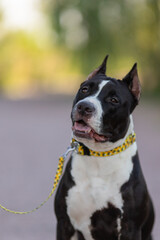 American Staffordshire Terrier dog in a beautiful collar in the park