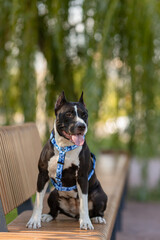 An American Staffordshire Terrier dog in a beautiful harness in the park