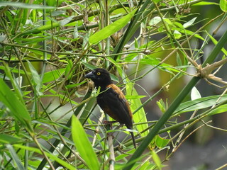 Webervogel