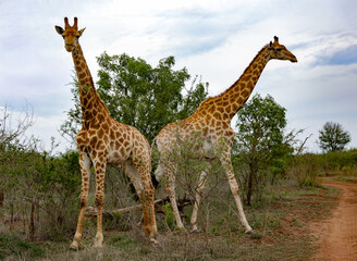 A pair of giraffes graze in the savannah in Hlane National Park, or Royal Hlane National Park, is located in northeastern Swaziland, Africa